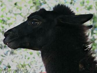 The Black Llama Computer HD Wallpaper