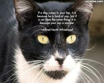 Cat Quotes Cats Wallpaper Innocent Nice