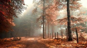 Fall Aesthetic Wallpaper Desktop
