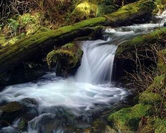 Coyote Creek Wallpaper