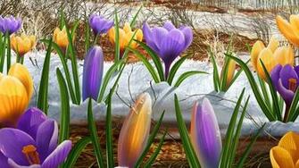 Spring Flowers Wallpaper