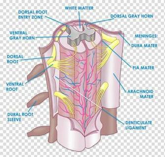 Spinal Cord Anatomy Vertebral Column Nervous System Human Body