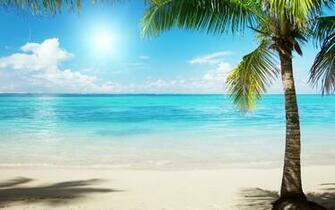Landscapes Palm Trees Tree Beach Beaches Water Sand Photo Sun