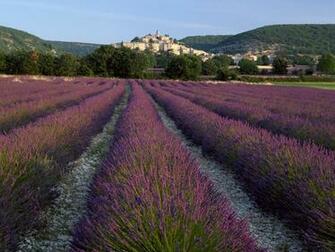 Org Wallpaper Nature Lavender Jpg