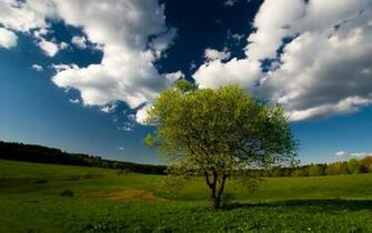 Trees Nature Tree Photo Meadow Wallpaper HD