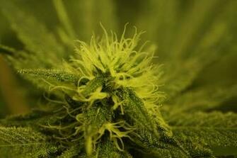 Marijuana Plants Wallpaper Desktop