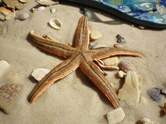 Keywords Starfish Wallpaper Desktopwallpaper