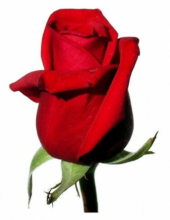Description Rose Red On White Background Jpg