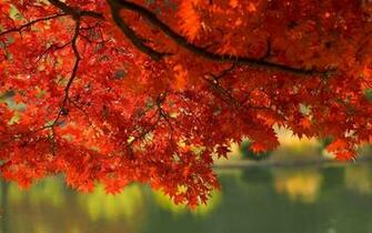 Wallpaper Fall Leaves