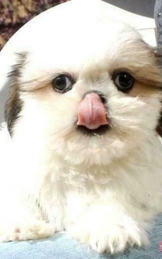 Cute Shih Tzu Wallpaper HD Android Apps On Google Play