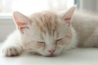 Cats Wallpaper Kitten HD Widescreen Desktop