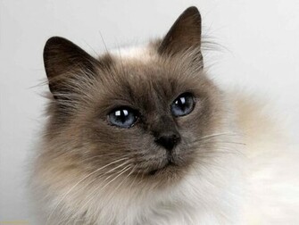 Siamese Cat Pictures