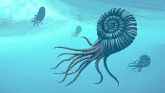 Fossil Ammonite Natural Million Years Old