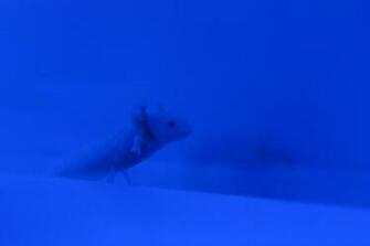 Hi Def Fish Underwater Nature S Wallpaper