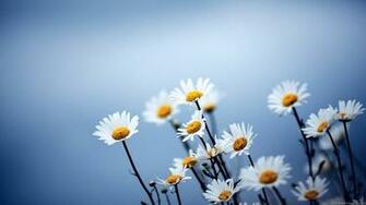 Nature Wallpaper HD Widescreen Image Desktop Background