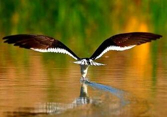 Hunting Bird