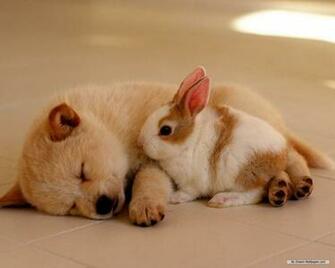 Dog Screensavers And Wallpaper Best HD
