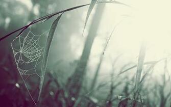 Spider Web Wallpaper Desktop H892776 Photography HD