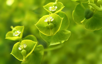 Green Leaf HD Wallpaper Ii By Jsz