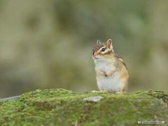Funny Squirrel Cool Picture