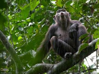 Wallpaper Chimpanzee