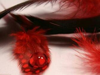 HD Wallpaper Feathers