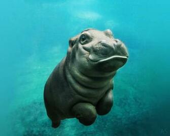 Baby Hippo Wallpaper Animals
