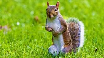 Cute Animal Wallpaper