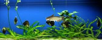 Channel Catfish Vs Blue Wallpaper
