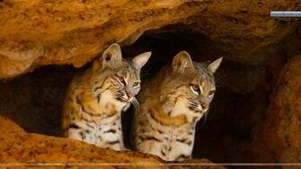 Bobcats Tucson Arizona Wallpaper