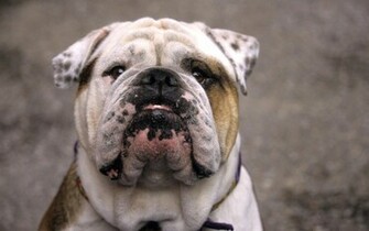 Bulldog Wallpaper HD Dekstop