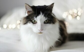Fluffy Cat White And Black Wallpaper