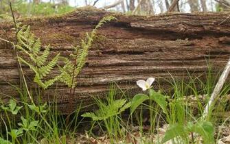 Appalachian Trail Trilium