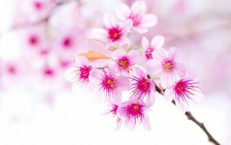 Sakura Flower Wallpaper