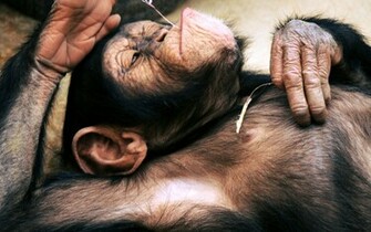 Funny Monkey Pictures With Captions Loopele