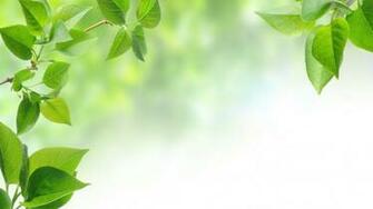 Wallpaper Leaf Spring Branch The First Leaves