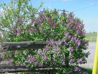 Lilac Tree Pictures