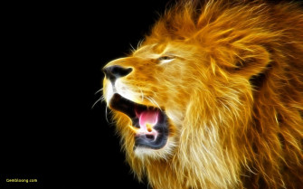 Cool Lion Wallpaper
