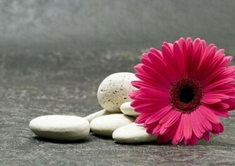 Wall Mural Pink Gerbera Flower Wallpaper Animals 254x183cm