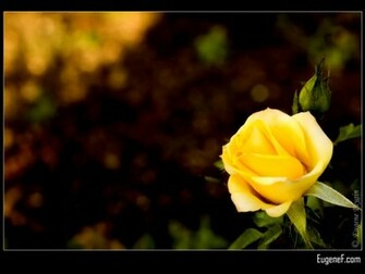Yellow Wallpaper Rose HD