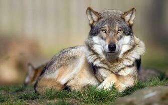 Wolf Wallpaper Android Apps On Google Play