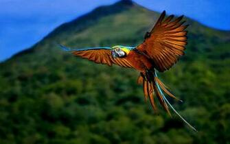 Wallpaper Macaw Bird