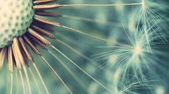 Dandelion Wallpaper Best