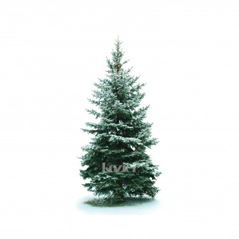 Big Blue Pine Tree Wallpaper