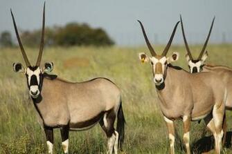 Oryx HD Image And Wallpaper You Can Checkout The Largest