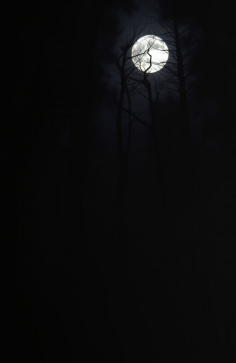 Dark Forest With Moon Wallpaper