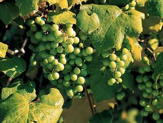 Beautiful Wallpaper For Desktop Grape HD