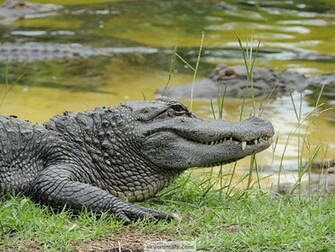 Wallpaper Alligator Image