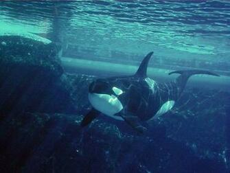 Orca Wallpaper 1980x1080p Picserio