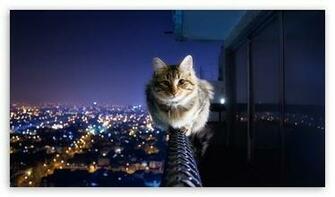 Cats Wallpaper